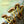 Fantastic Fungi