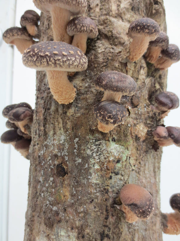 Mycelium & Muse: Grow. Paint. Connect.