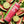 Tree Time - Watermelon Lime Mojito (10 mg THC, 10 mg CBD)